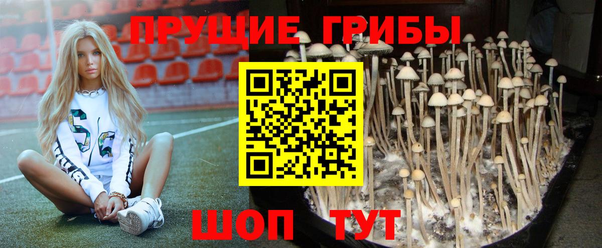 Галлюциногенные грибы Psilocybe  Вход с VPN  Верхний Уфалей 